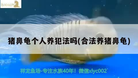 豬鼻龜個人養犯法嗎(合法養豬鼻龜)