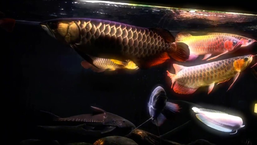龍魚混養(yǎng)