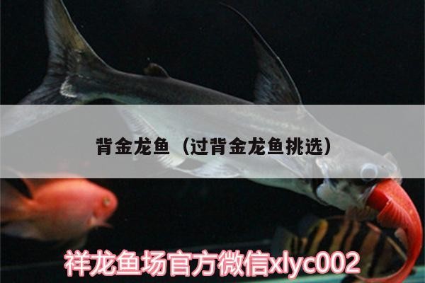 背金龍魚（過背金龍魚挑選）