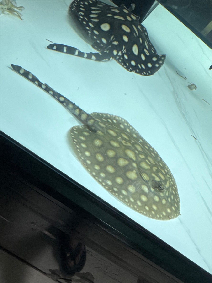 各位大神幫忙看看這個(gè)是什么魟魚，是皇冠還是黑金
