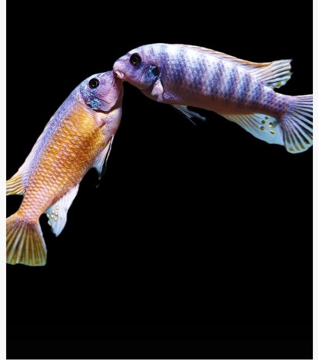 簽到了 簽到了 龍魚論壇