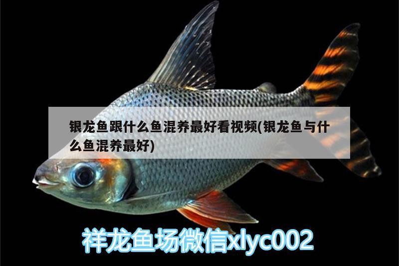 給大魚缸換水的作文:體驗給大魚缸換水的樂趣:體驗給大魚缸換水:給大魚缸換水的作文 銀龍魚跟什么魚混養最好看視頻(銀龍魚與什么魚混養最好) 銀龍魚百科 銀龍魚跟什么魚混養最好看視頻(銀龍魚與什么魚混養最好) 銀龍魚跟什么魚混養最好看視頻(銀龍魚與什么魚混養最好) 銀龍魚百科