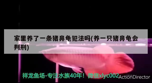 家里養了一條豬鼻龜犯法嗎(養一只豬鼻龜會判刑)