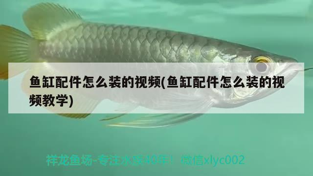 魚缸配件怎么裝的視頻(魚缸配件怎么裝的視頻教學(xué))