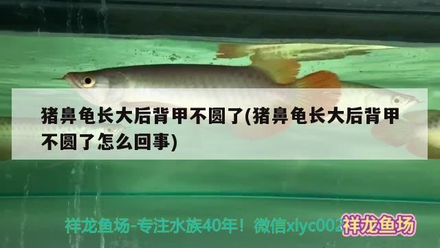 豬鼻龜長大后背甲不圓了(豬鼻龜長大后背甲不圓了怎么回事)