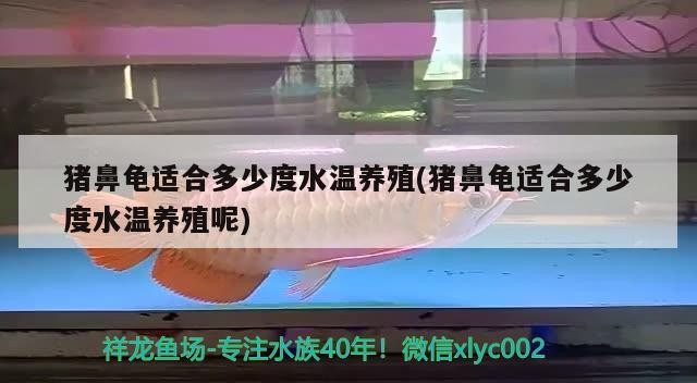 我的虎魚真菌感染了要怎么處理 豬鼻龜適合多少度水溫養殖(豬鼻龜適合多少度水溫養殖呢) 豬鼻龜百科 豬鼻龜適合多少度水溫養殖(豬鼻龜適合多少度水溫養殖呢) 豬鼻龜適合多少度水溫養殖(豬鼻龜適合多少度水溫養殖呢) 豬鼻龜百科
