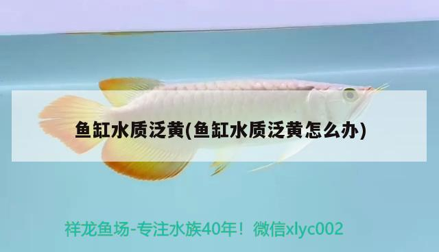 魚缸水質泛黃(魚缸水質泛黃怎么辦)
