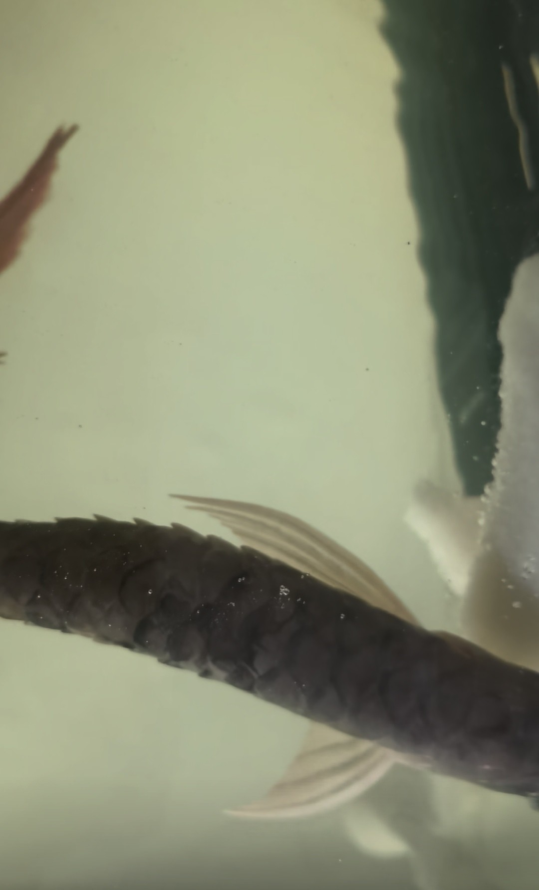 記一條龍魚的死亡