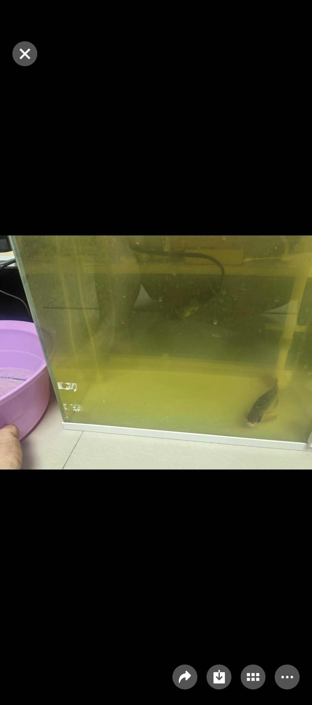 記一條龍魚的死亡