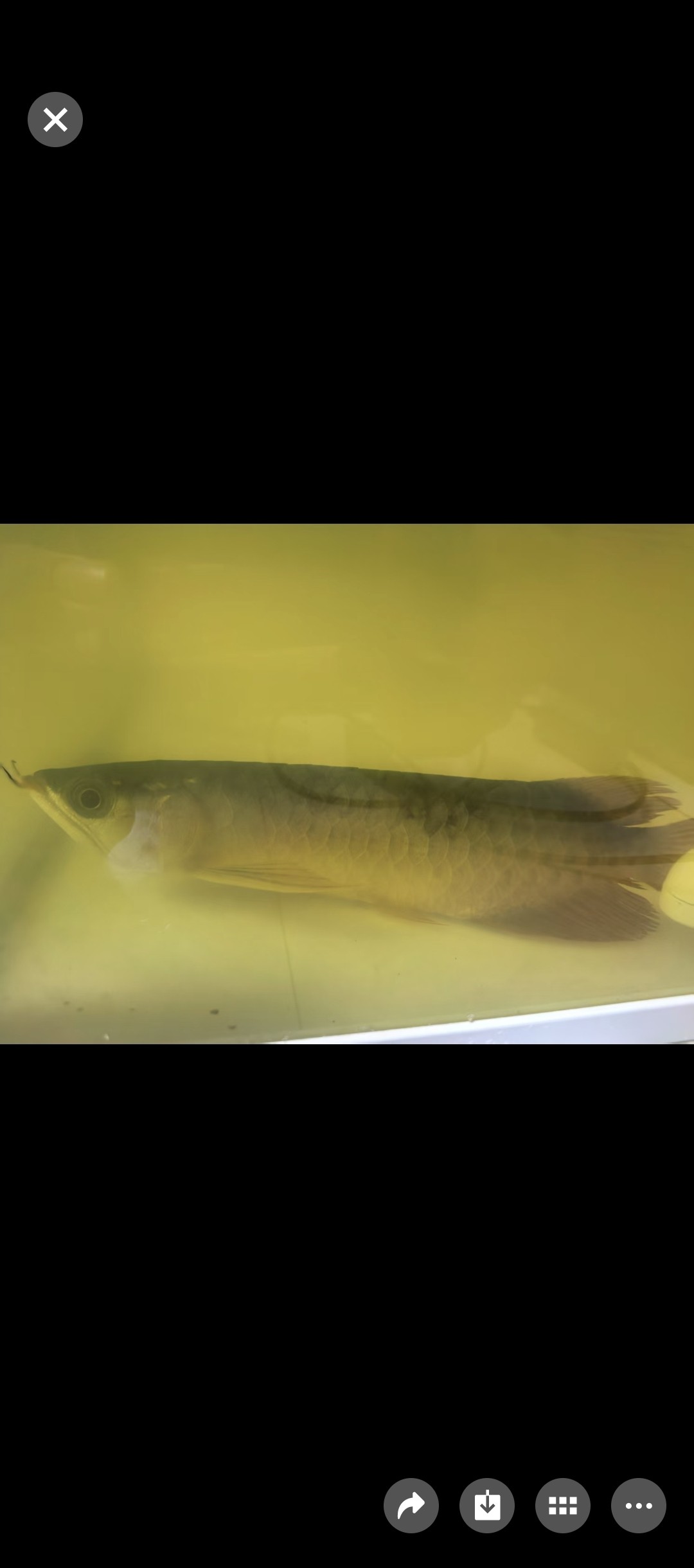 記一條龍魚的死亡