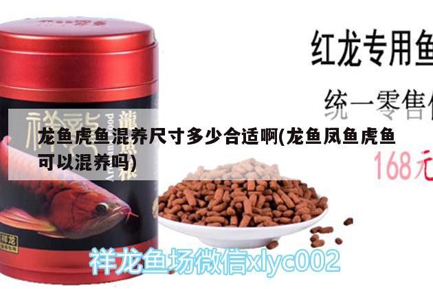 龍魚虎魚混養尺寸多少合適啊(龍魚鳳魚虎魚可以混養嗎)
