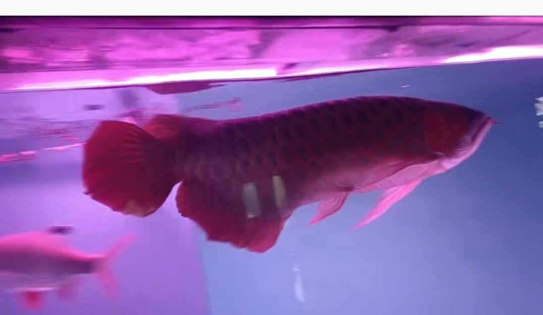 55公分紅龍 龍魚論壇 第2張 55公分紅龍 55公分紅龍 龍魚論壇 第2張
