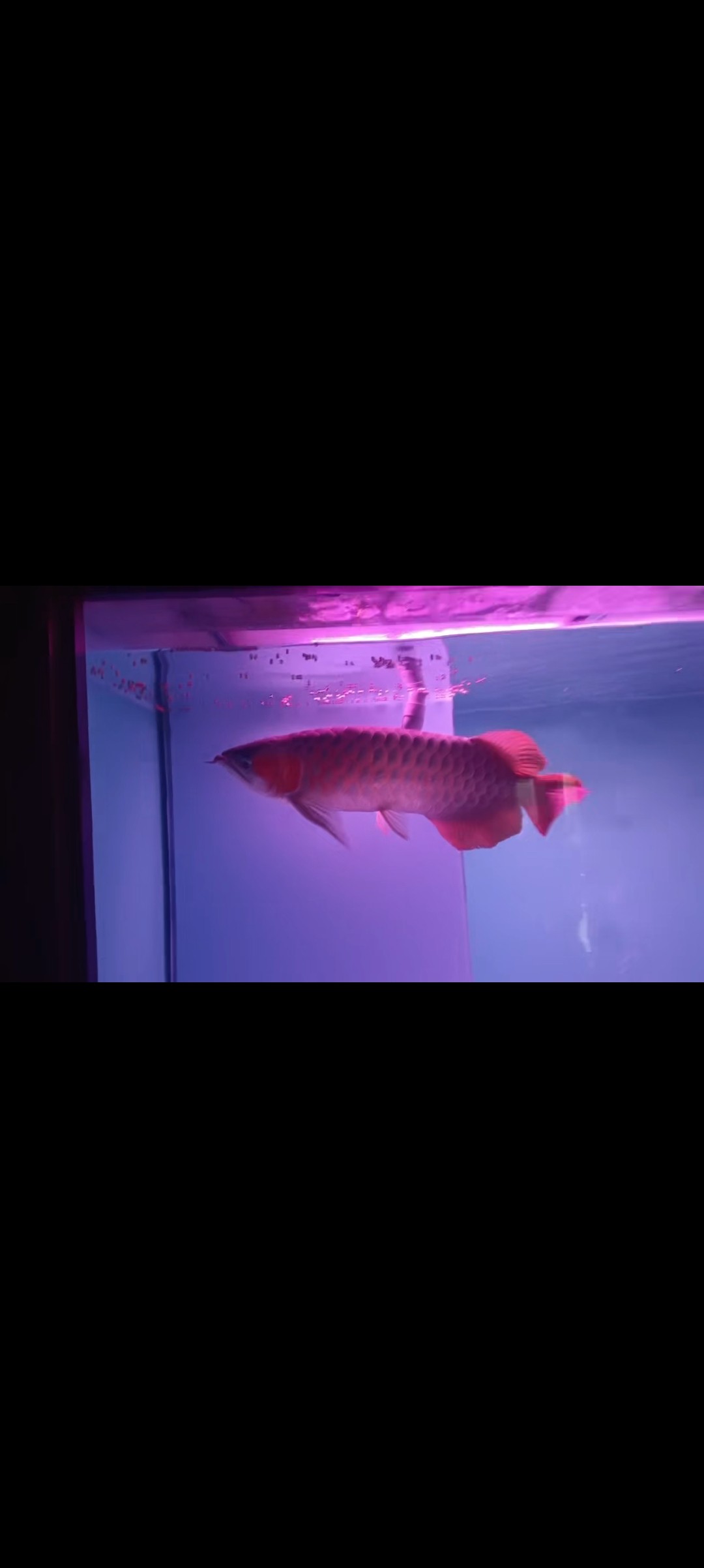 55公分紅龍 龍魚論壇 第1張 55公分紅龍 55公分紅龍 龍魚論壇 第1張
