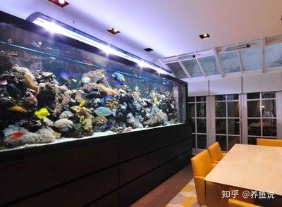 冬天魚缸渾濁：冬季冬季魚缸渾濁怎么辦？