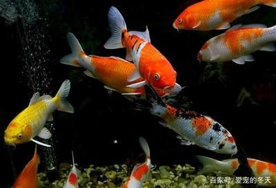 冬天魚缸渾濁：冬季冬季魚缸渾濁怎么辦？