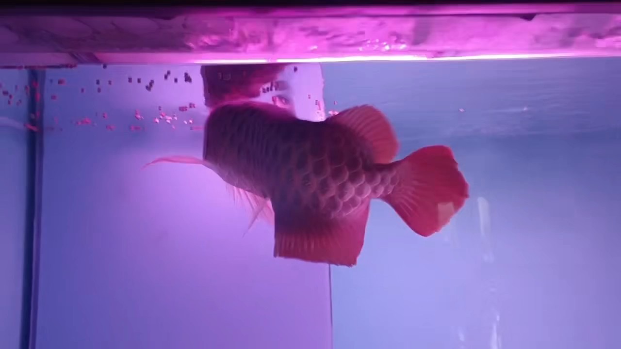 出售紅金龍