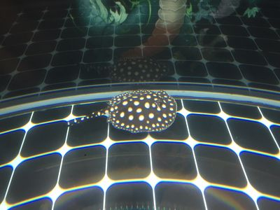 魟魚突然呼吸急促怎么回事：魟魚呼吸急促怎么回事