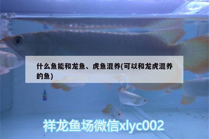 什么魚能和龍魚、虎魚混養(可以和龍虎混養的魚)
