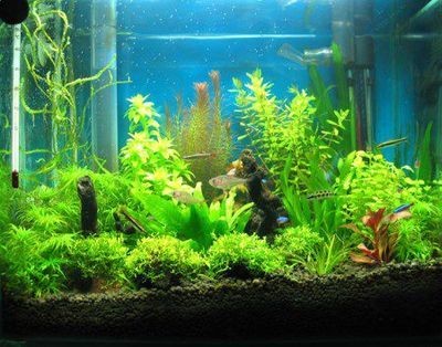 大型魚缸魚：大型魚缸的水質維護技巧大型魚缸水質維護技巧