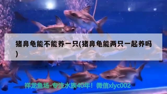 豬鼻龜能不能養一只(豬鼻龜能兩只一起養嗎)