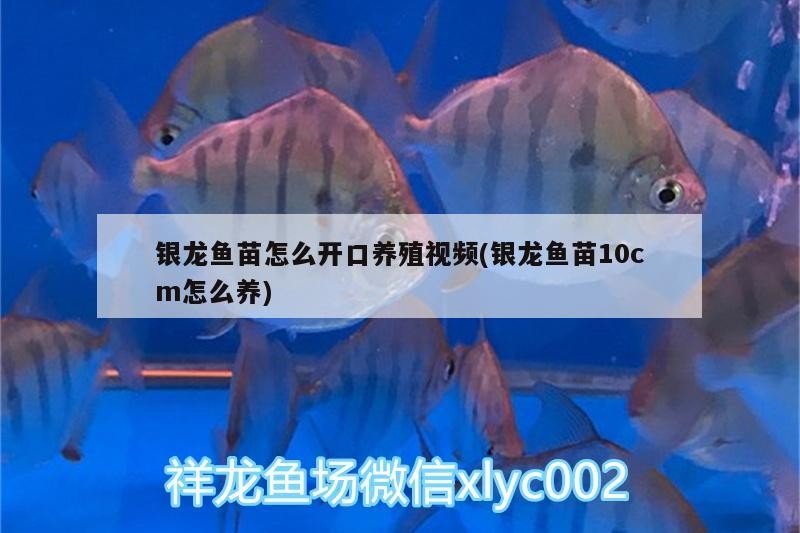 銀龍魚苗怎么開口養殖視頻(銀龍魚苗10cm怎么養)