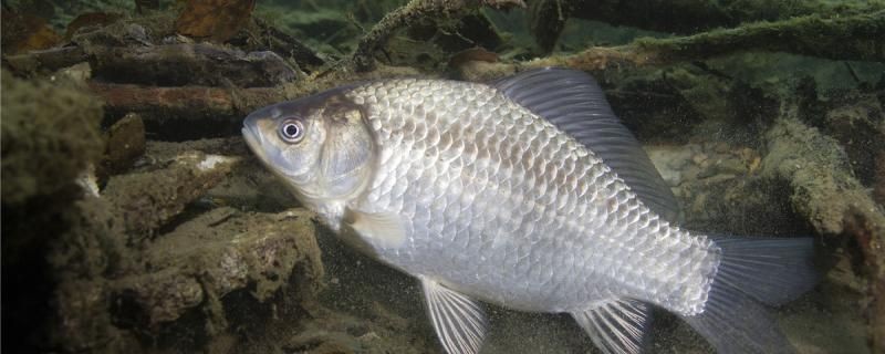 冬天零下幾度釣鯽魚好
