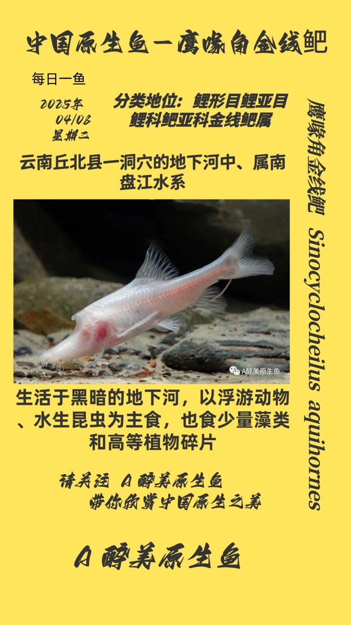 鷹喙角金線鲃