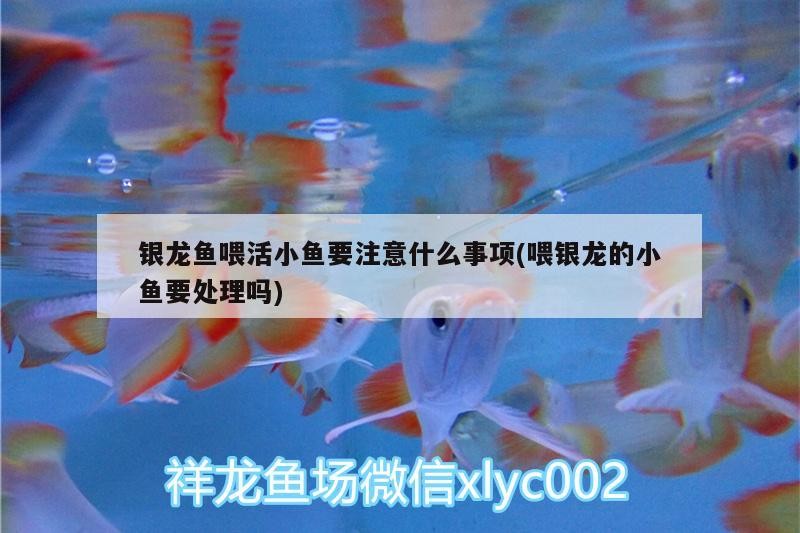 銀龍魚喂活小魚要注意什么事項(喂銀龍的小魚要處理嗎)
