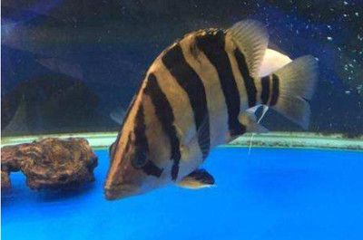 印尼虎魚苗能混養嗎：印尼虎魚苗可以和其他魚類混養嗎？