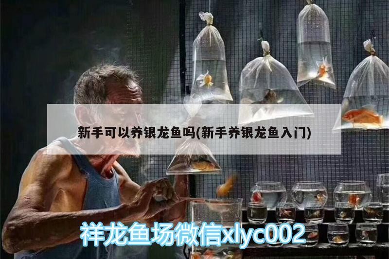 新手可以養銀龍魚嗎(新手養銀龍魚入門) 新手可以養銀龍魚嗎(新手養銀龍魚入門) 銀龍魚百科