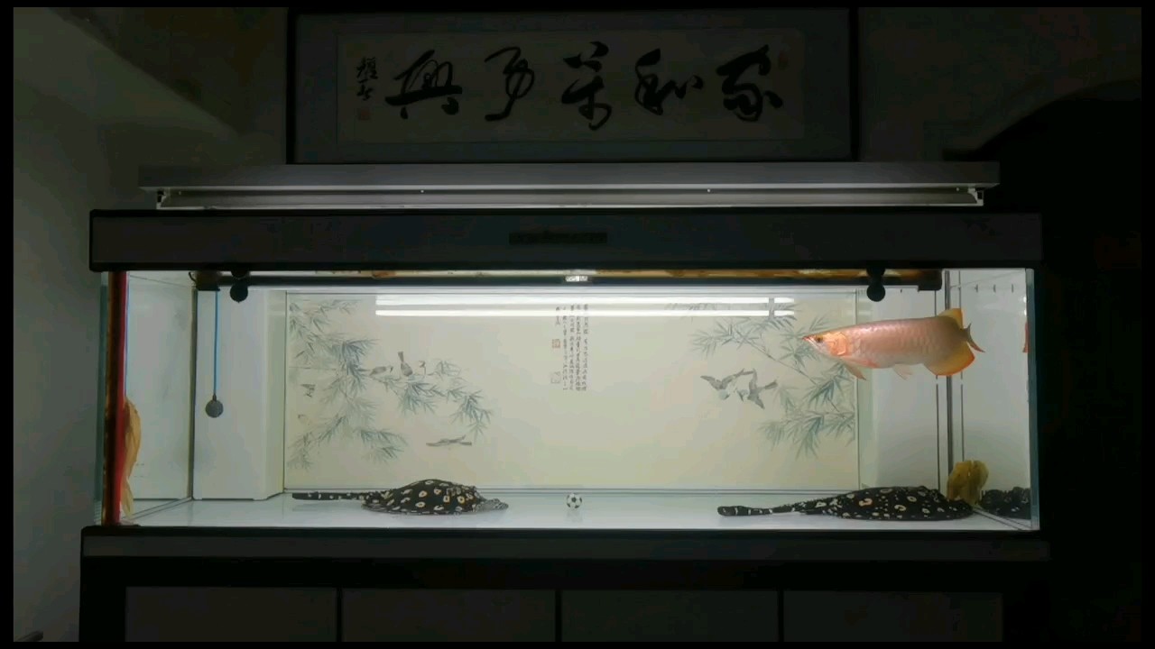 努力保持微笑！ 努力保持微笑！ 龍魚論壇 第1張