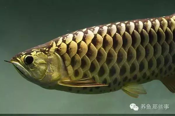 金龍魚品種鑒別技巧