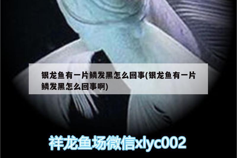 銀龍魚有一片鱗發黑怎么回事(銀龍魚有一片鱗發黑怎么回事啊)