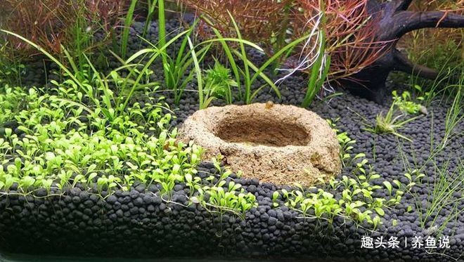 大魚缸水草泥怎么鋪好看：魚缸水草泥怎么鋪設 大魚缸水草泥怎么鋪好看：魚缸水草泥怎么鋪設 魚缸百科 第1張
