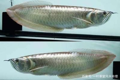 紅龍魚哪里產的最好最便宜的品種：如何挑選紅龍魚 紅龍魚哪里產的最好最便宜的品種：如何挑選紅龍魚 紅龍魚百科 第5張