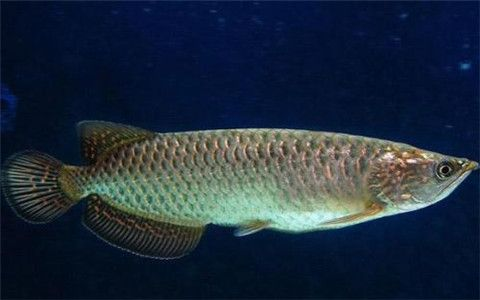 金龍魚與五行相生相克關系：如何通過金龍魚改善家居風水