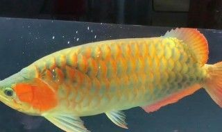 金龍魚與五行相生相克關系：如何通過金龍魚改善家居風水