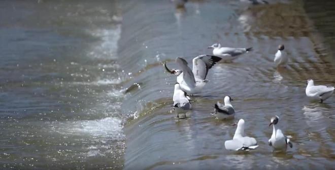 海北藏族自治州水族館vs祥龍魚場(海北藏族自治州水族館的信息在搜索結果中未直接提及) 全國水族館企業名錄 第4張 海北藏族自治州水族館vs祥龍魚場(海北藏族自治州水族館的信息在搜索結果中未直接提及) 海北藏族自治州水族館vs祥龍魚場(海北藏族自治州水族館的信息在搜索結果中未直接提及) 全國水族館企業名錄 第4張