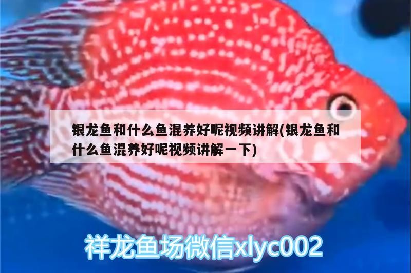 銀龍魚和什么魚混養(yǎng)好呢視頻講解(銀龍魚和什么魚混養(yǎng)好呢視頻講解一下) 銀龍魚和什么魚混養(yǎng)好呢視頻講解(銀龍魚和什么魚混養(yǎng)好呢視頻講解一下) 銀龍魚百科