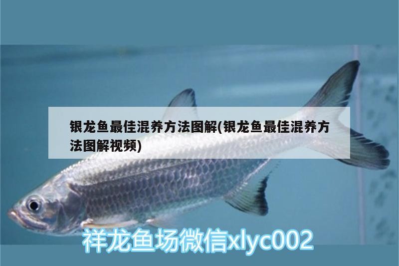 銀龍魚(yú)最佳混養(yǎng)方法圖解(銀龍魚(yú)最佳混養(yǎng)方法圖解視頻)
