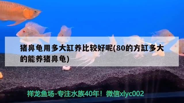 豬鼻龜用多大缸養(yǎng)比較好呢(80的方缸多大的能養(yǎng)豬鼻龜) 豬鼻龜用多大缸養(yǎng)比較好呢(80的方缸多大的能養(yǎng)豬鼻龜) 豬鼻龜百科