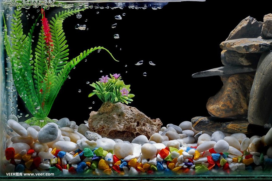 虎魚缸背景選擇虎魚的背景需要考慮虎魚的生活習(xí)性、水質(zhì)要求：虎魚的飼養(yǎng)技巧
