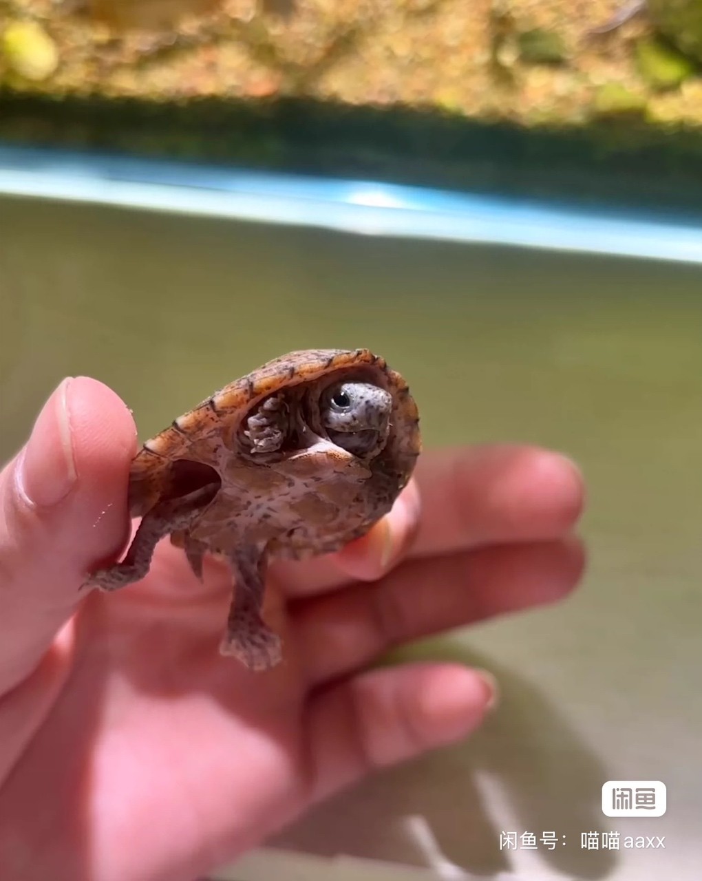 【魔眼黑刀】很少見的一只小極品，雙滿紋黑殼剃刀蛋龜苗，豹點蠕蟲紋，真正的雙滿紋，頭紋背紋一流，背上的放射紋幾乎全滿了，狀態非常好，極貨全品，妥妥的潛力股，而且是公溫孵化的，絕對的收藏佳品