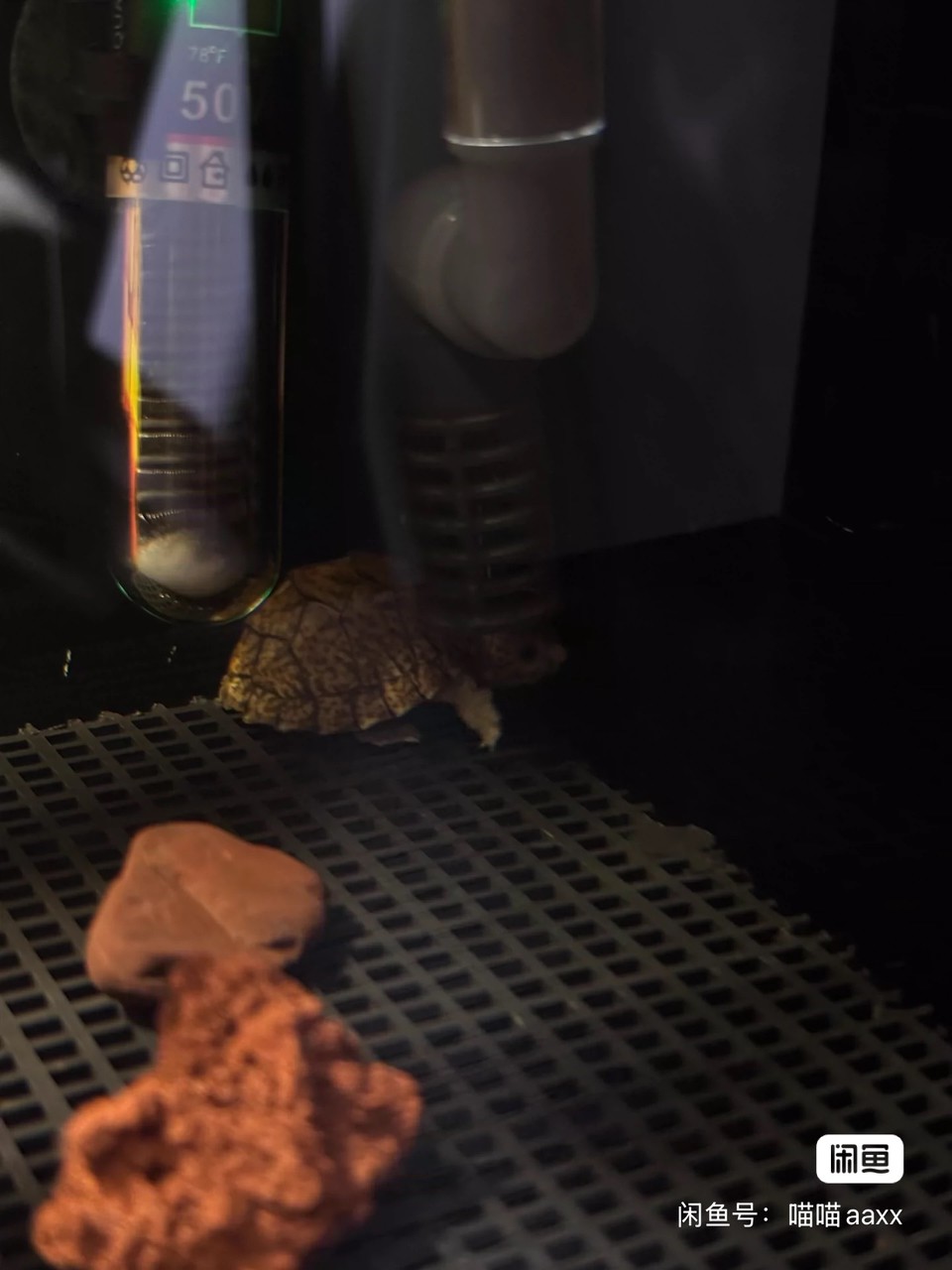 【魔眼黑刀】很少見的一只小極品，雙滿紋黑殼剃刀蛋龜苗，豹點蠕蟲紋，真正的雙滿紋，頭紋背紋一流，背上的放射紋幾乎全滿了，狀態非常好，極貨全品，妥妥的潛力股，而且是公溫孵化的，絕對的收藏佳品