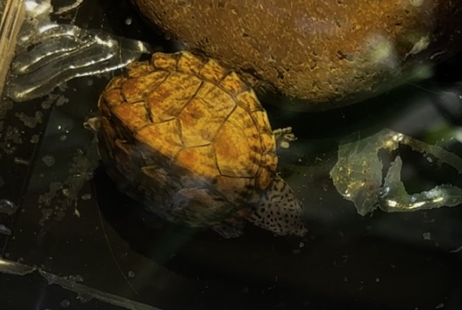 滿紋黑刀基因剃刀一只，背紋非常滿，粗紋明顯，同時頭紋也很粗，并且連紋的一只 滿紋黑刀基因剃刀一只，背紋非常滿，粗紋明顯，同時頭紋也很粗，并且連紋的一只 龍魚論壇 第1張
