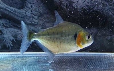 虎魚身上條紋不明顯什么原因引起的：虎魚身上條紋不明顯可能由多種原因引起