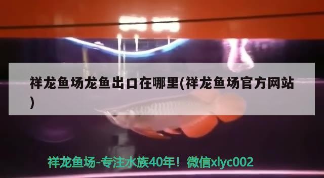 祥龍魚場龍魚出口在哪里(祥龍魚場官方網站)