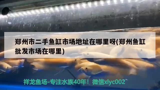 鄭州市二手魚缸市場地址在哪里呀(鄭州魚缸批發市場在哪里)