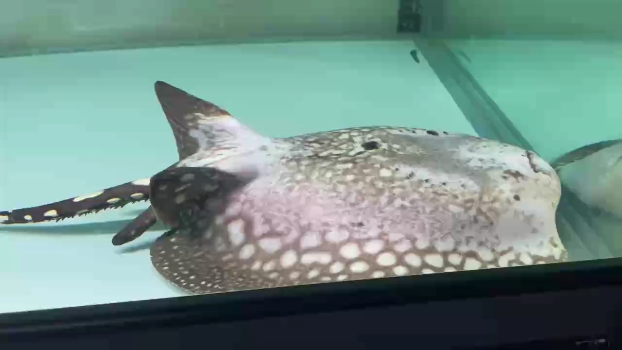 快來看，我的魚會躺著睡覺