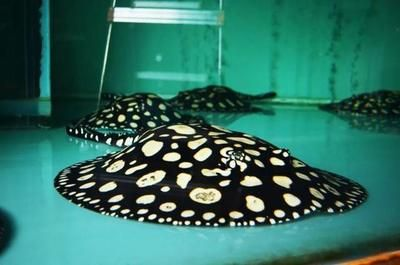 黑帝王魟魚市場價格趨勢：黑帝王魟魚市場價格波動